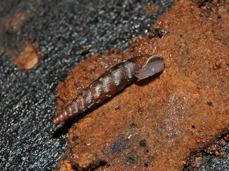 Clausilia bidentata crenulata sotto una corteccia